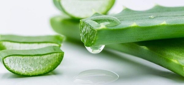Aloes – pomaga w regeneracji skóry po oparzeniach słonecznych?