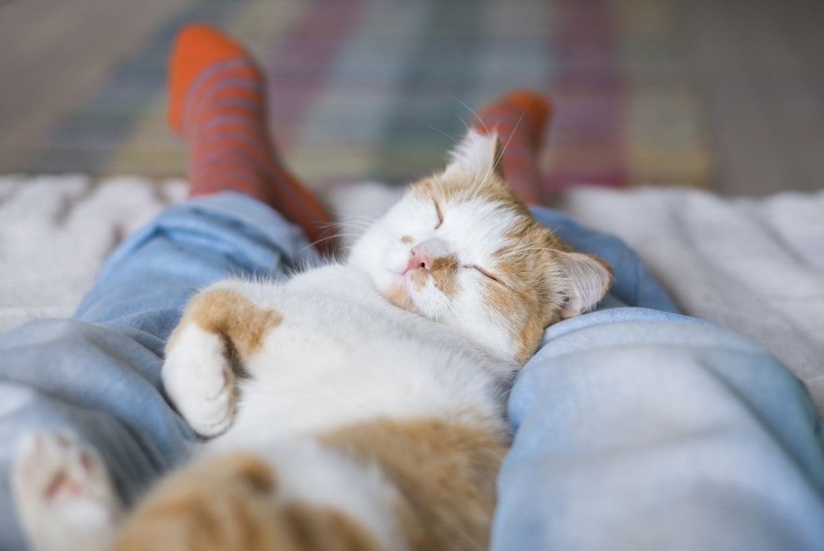 Felinoterapia – terapia z udziałem kotów